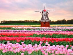 Keukenhof, un espectacular jardín de tulipanes en Holanda