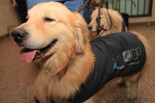 En el Día del Animal, la AFIP jubilará a 16 perros de la Aduana