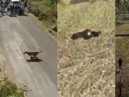 Se salvó de que lo matara un tigre haciéndose el muerto