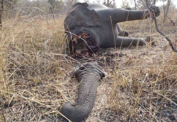 Elefante