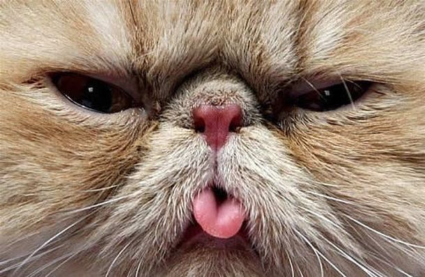 Gatito-lengua