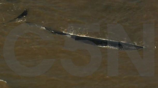 No resistió: murió la ballena que estaba varada en el Río de la Plata