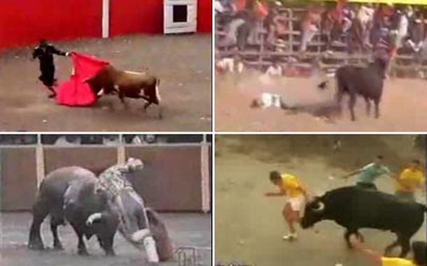 Toros