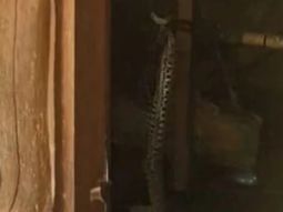 Un asado de fin de semana terminó en susto por la aparición de una yarará