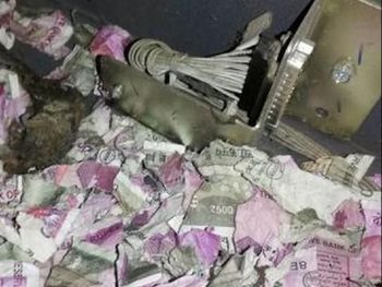 Un grupo de ratas destruyó los billetes de un cajero