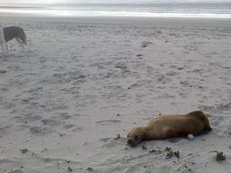 logran rescatar a un lobo marino desnutrido logran rescatar a un lobo marino desnutrido