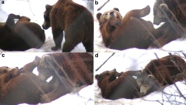 Descubren que los osos comparten un hábito sexual con los humanos