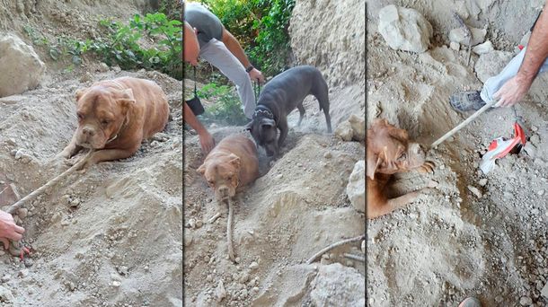 Rescatan a un perro que había sido enterrado hasta el cuello en un parque