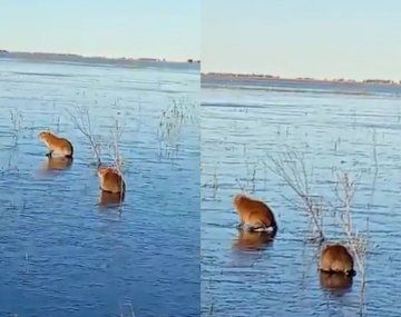 Carpinchos patinan sobre hielo en los Esteros del Iberá por el frío extremo