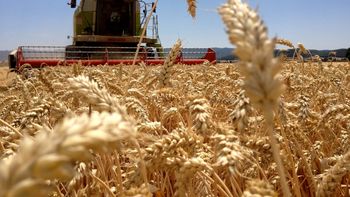los cedin tambien se podran usar para comprar campos los cedin tambien se podran usar para comprar campos
