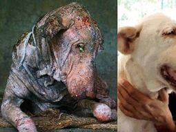 mira la transformacion de un perro que estaba al borde de la muerte mira la transformacion de un perro que estaba al borde de la muerte