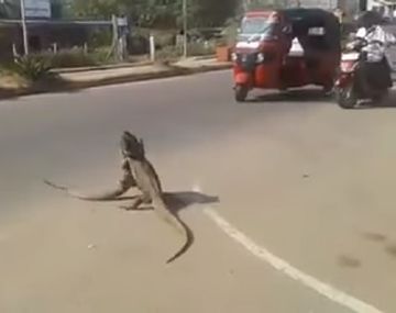 Dos lagartos protagonizan una pelea feroz