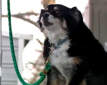 Una perra se volvió millonaria tras la muerte de su dueño