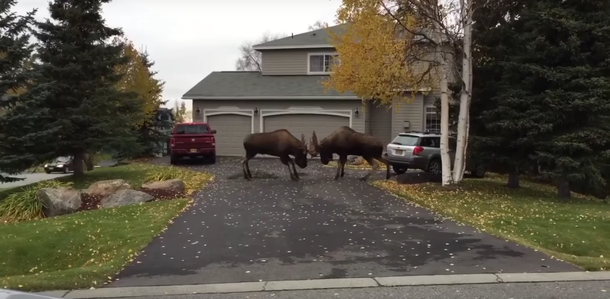 Dos grandes alces se pelean en Alaska en la puerta de una casa