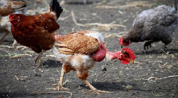 Una mujer sufrió un episodio de zoantropía y pensó que era un gallo