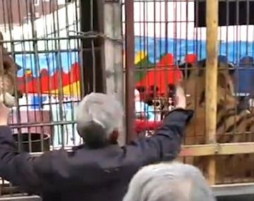 VIDEO: Fue mordido por un tigre luego de meter la mano en la jaula