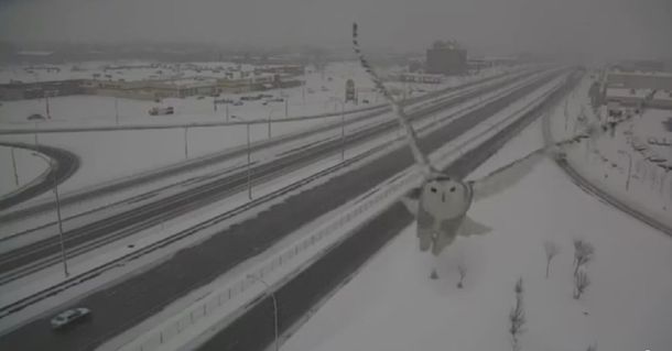 Una pareja de búhos blancos conquistaron a los habitantes de Montreal