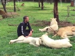 video: un tigre salvo a un hombre de ser atacado por un leopardo video: un tigre salvo a un hombre de ser atacado por un leopardo