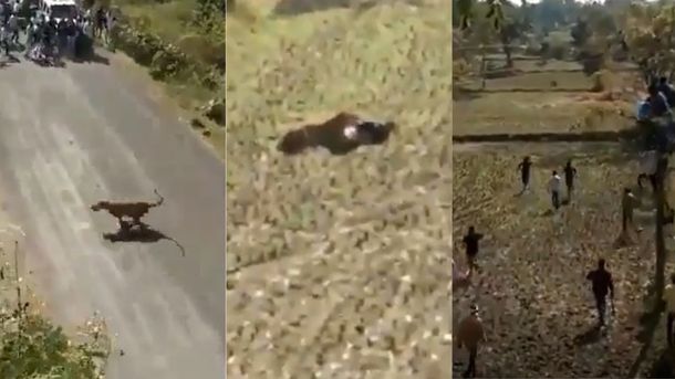 VIDEO: Se salvó de que lo matara un tigre haciéndose el muerto