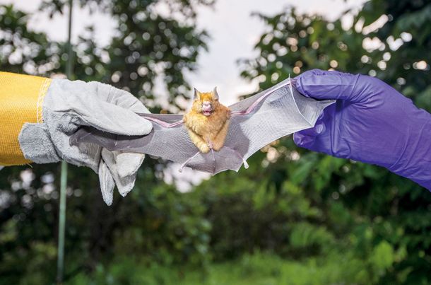 La OMS advierte sobre nuevos virus animales en el futuro