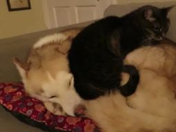 un gato usa a un siberiano de cama un gato usa a un siberiano de cama