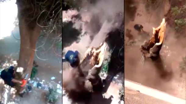 Tuvo un terrible accidente cuando cortaba un árbol