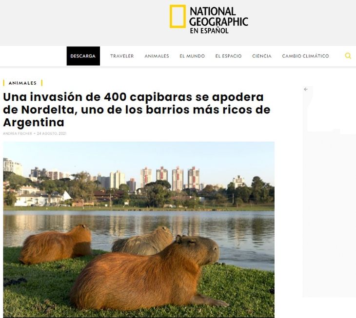Los carpinchos de Nordelta llegaron a la National Geographic 