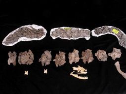 Serpiente 2 Serpiente 2