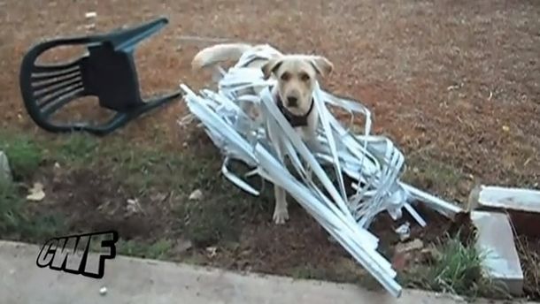 VIDEO: Un perro se enreda con la cortina y no para de divertirse