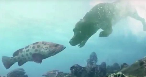 Científicos rusos crean un método para respirar bajo el agua que podría salvar vidas