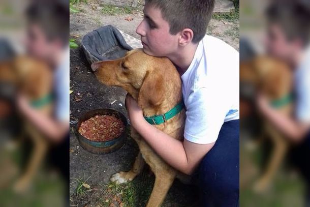 Un perro caminó 7 días para volver a su hogar y reencontrarse con su familia