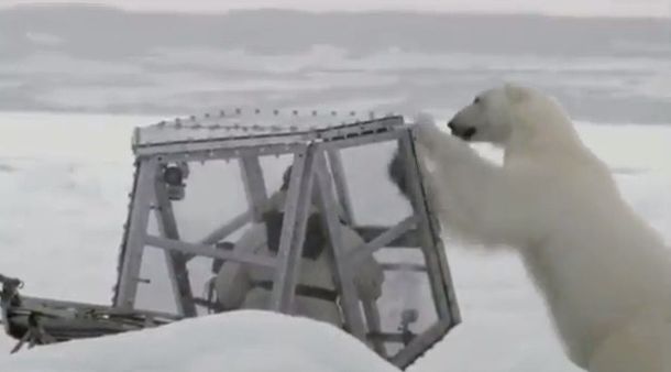 Un oso polar atacó a un camarógrafo que filmaba un documental