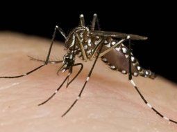 Alerta en Misiones por dengue: murió una beba de tres meses y ya son 9 los fallecidos en la provincia