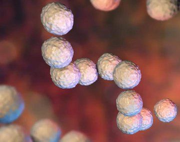 Cuáles son los síntomas y cómo se contagia la Streptococcus Pyogenes