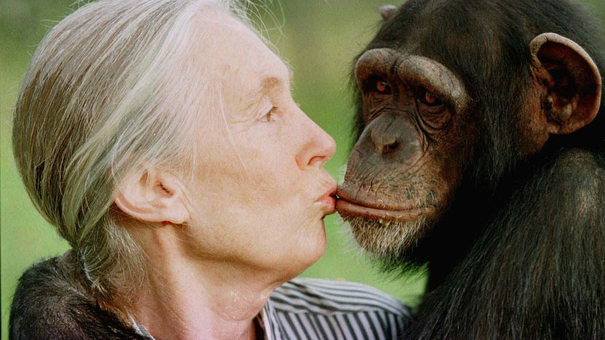 Jane Goodall la mujer que vivi m s de 40 a os con monos salvajes