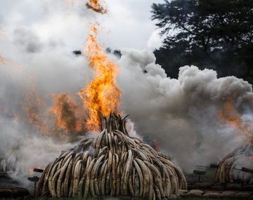 Queman 105 toneladas de marfil
