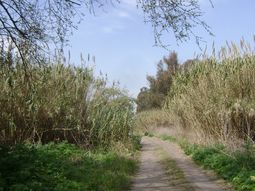misterio por el cadaver hallado durante la busqueda de anahi benitez misterio por el cadaver hallado durante la busqueda de anahi benitez
