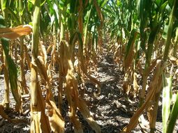 Este es el tercer año consecutivo en el que se declara una emergencia climática para el agro en Uruguay. Este es el tercer año consecutivo en el que se declara una emergencia climática para el agro en Uruguay.