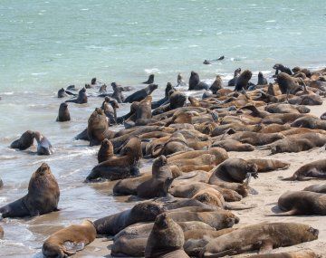 Cierran la Escollera Sur de Mar del Plata por gripe aviar en lobos marinos