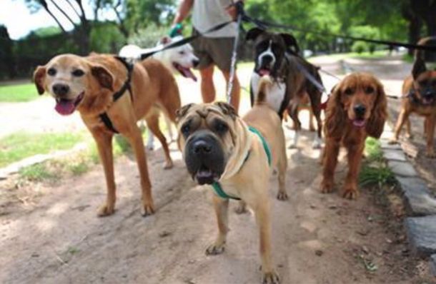 Amores perros: Argentina, el país con más mascotas por habitante