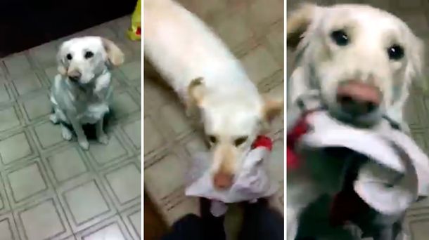 Pepper, el perro hincha de River que delira con canciones de cancha