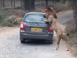 Un león atacó un auto en el parque nacional Bannerghatta Un león atacó un auto en el parque nacional Bannerghatta