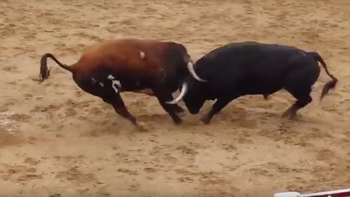 video: dos toros murieron en un tremendo choque de cabezas video: dos toros murieron en un tremendo choque de cabezas