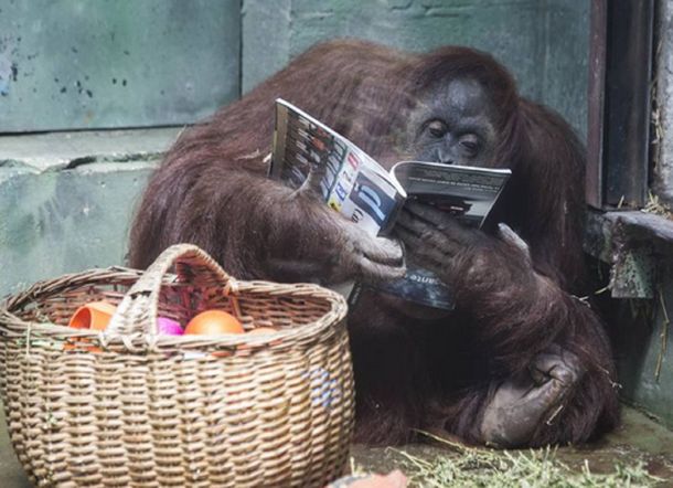 La orangutana Sandra será trasladada a un santuario de EEUU, pero hay preocupación por su vida