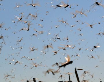Impresionante invasión de langostas en Córdoba