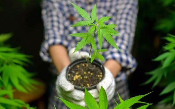 Autocultivo de marihuana.