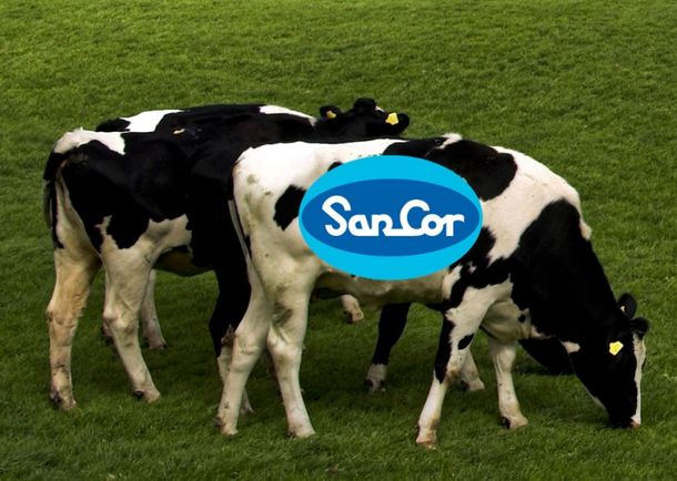 Vaca-sancor