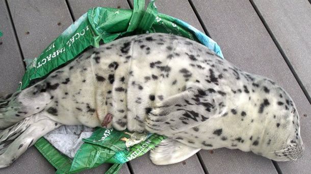 Encontró una foca en la playa, se la llevó a su casa y tuvieron que sacrificarla