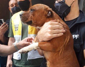 Rescataron a 11 perros de un criadero ilegal: estaban encerrados en jaulas