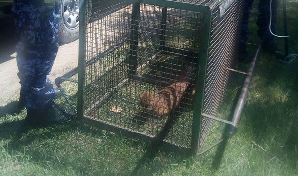 La patrulla ambiental rescató al puma de la casa de un hombre